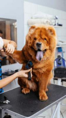 Toelettatura Toelettatura