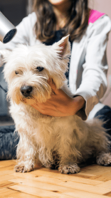 Toelettatura Toelettatura