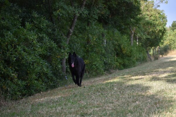 Pet Hospitality Pet Hospitality